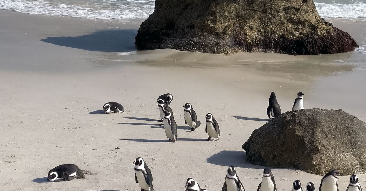 Boulders Beach, South Africa