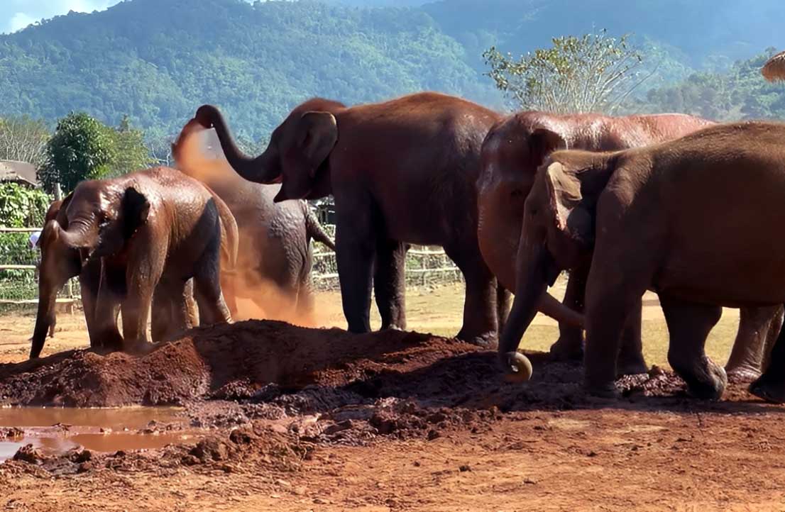 ethical elephant sanctuaries