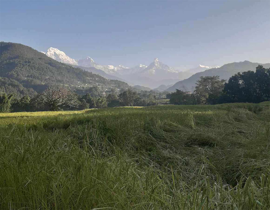  a field with himalayan mountain in backdrop 