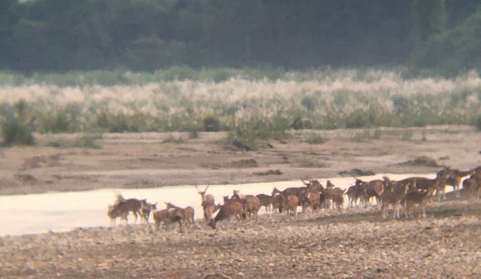 a herd of deer in riverside 