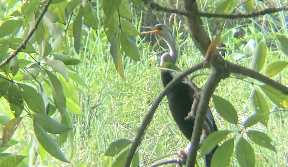 a snake bird spotted in safari 