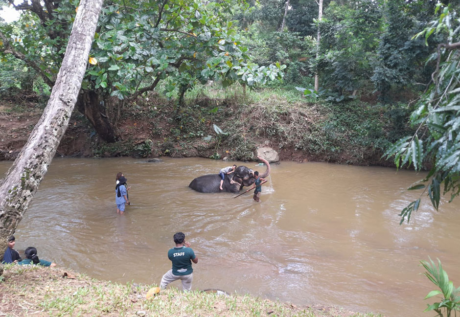 elephant bathing in sri lanka 
