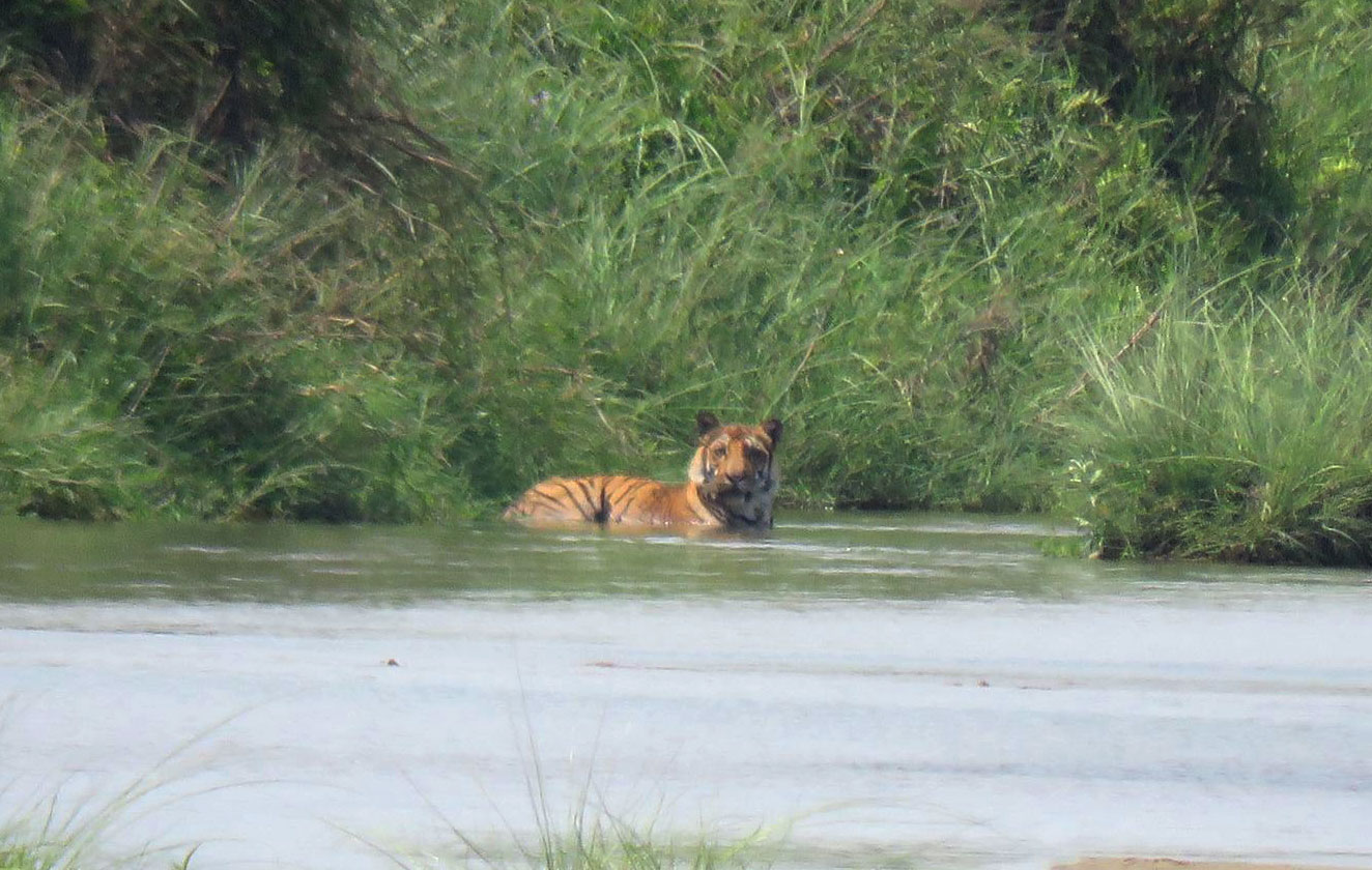Encounter with Tigers in the Wildlife of Nepal