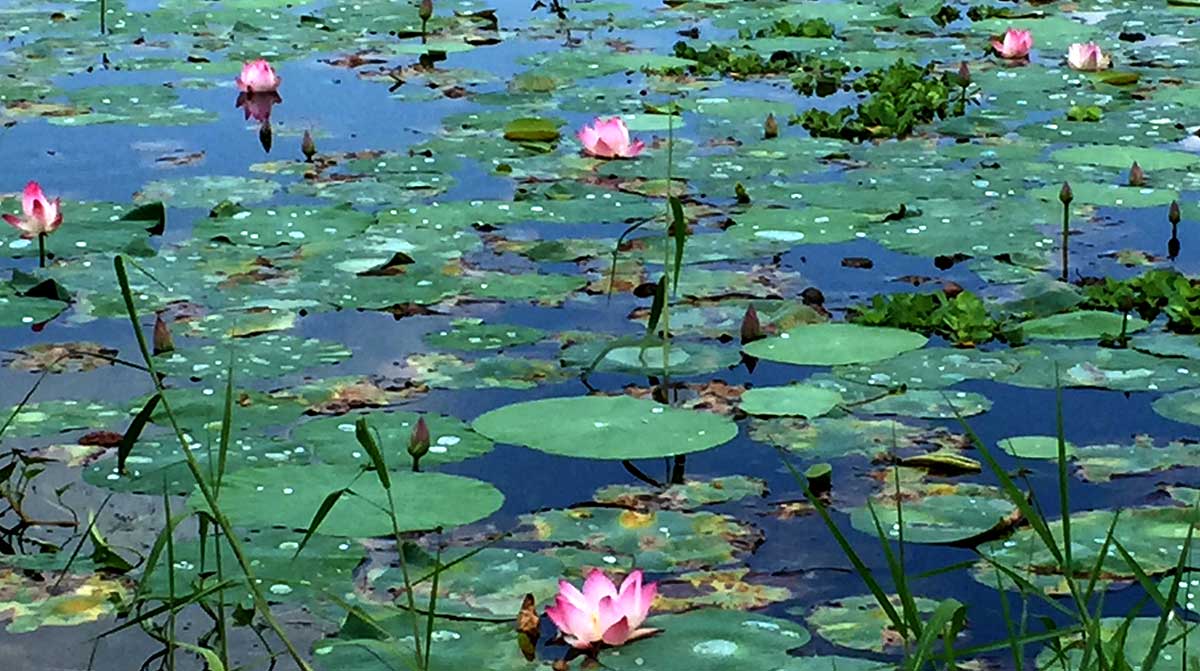 Lotus Flower Symbol in Buddhism 