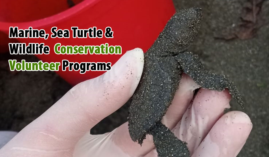 Conservation Volunteer Abroad: Marine, Sea Turtle, Elephant, Wildlife and  Many More Programs for 2023