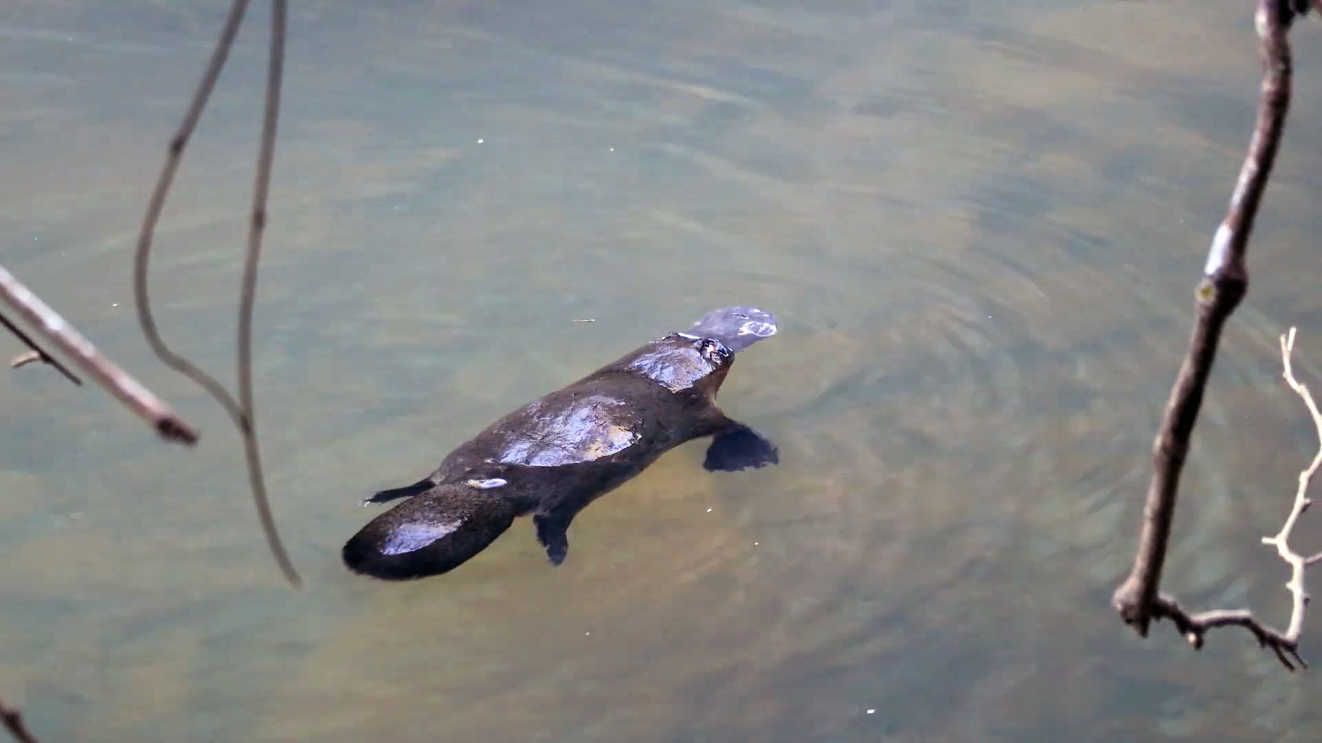 platypus is only found in australia