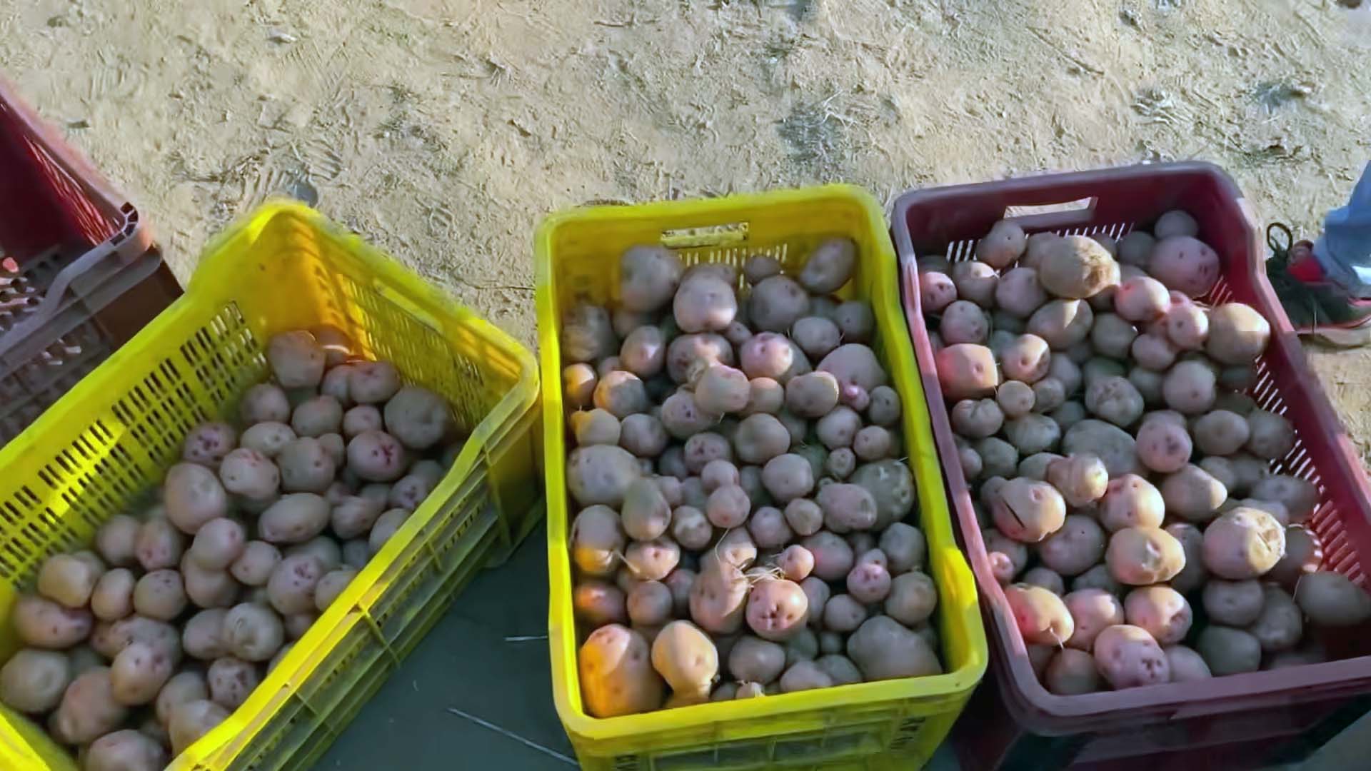 potato is illegal in australia