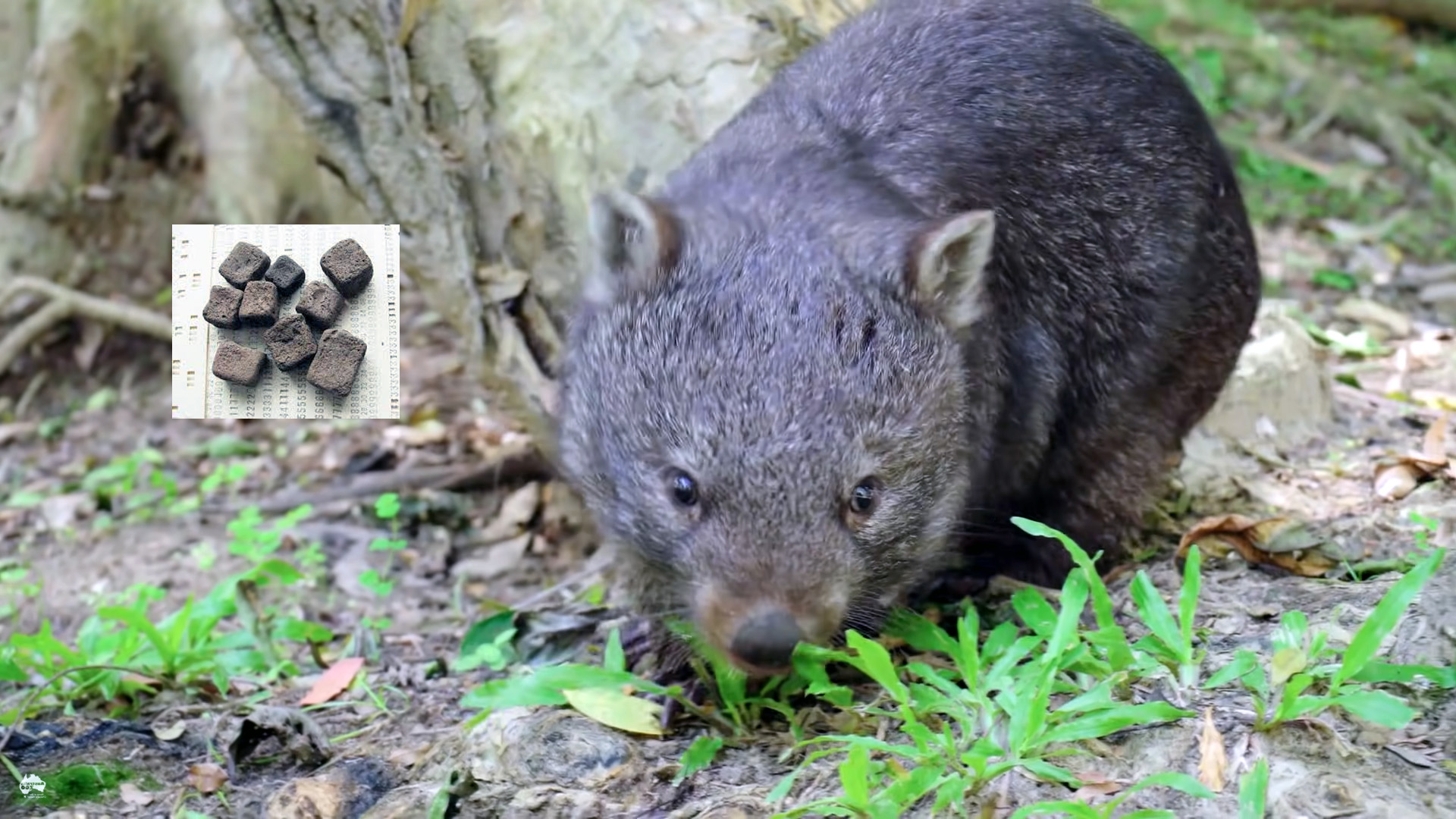 Australian Wombats have cubes poop