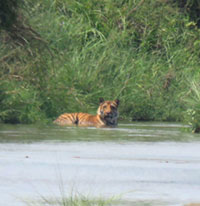 Encounter with Tigers in the Wildlife of Nepal