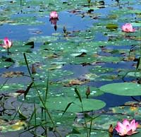 Lotus Flower Symbol in Buddhism