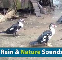 Rain Sounds, Thunder, Bird and Other Nature Sounds for Sleeping and Meditation 