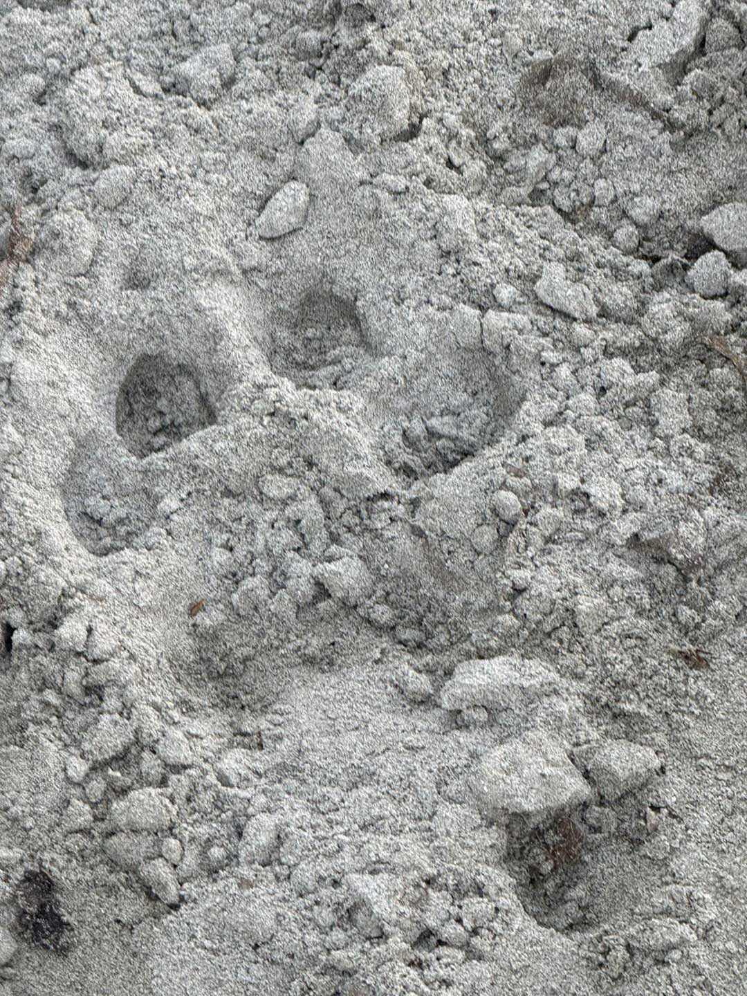 tiger-foot-print