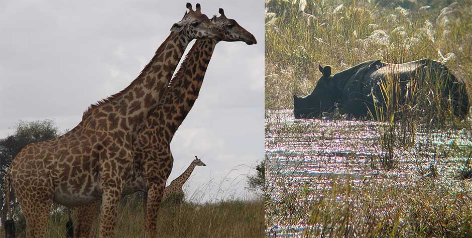 giraffe and rhino captured by our volunteers in asia and africa 