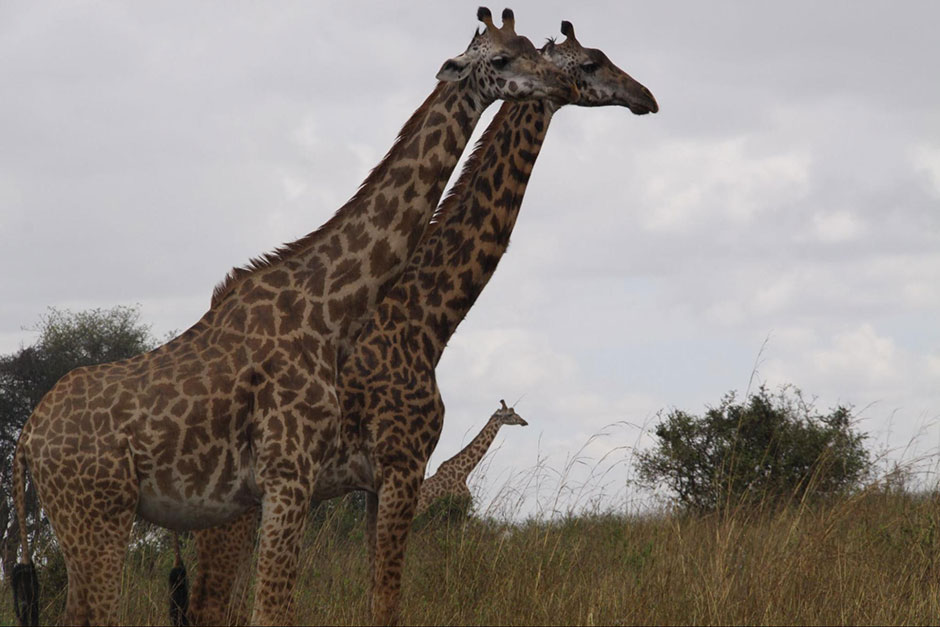 pair of giraffes in wild african grassland of kenya 