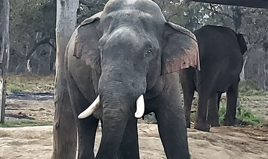 Volunteer with Elephants: A Helpful Approach of Compassion and Conservation 