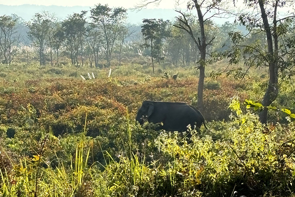 wild elephant spotted in safari 